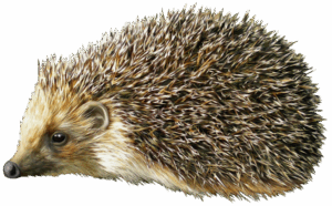 hedgehog-clipart-hedge-clipart