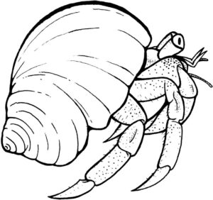 hermit-crab-clipart-a-snail-with-shell-coloring-page