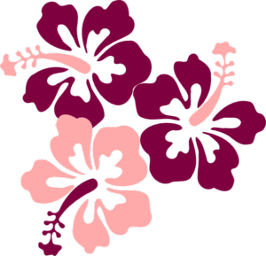 hibiscus-clipart-a-pink-flower-on-black-background