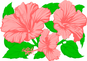 hibiscus-clipart-a-pink-flower-with-green-leaves