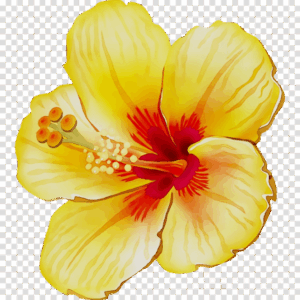 hibiscus-clipart-a-yellow-flower-png