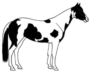 horse-clipart-black-and-white-a-horse-with-black-and-white-markings