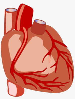 human-heart-clipart-a-heart-with-blood