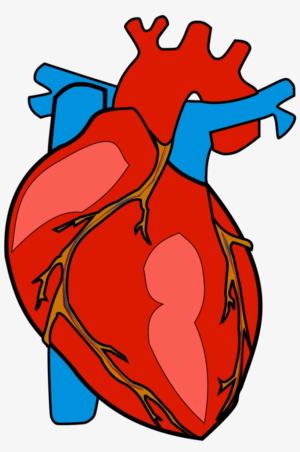 human-heart-clipart-a-heart-with-blue-on-it