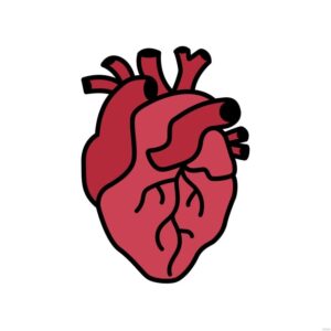 human-heart-clipart-a-heart-with-red-on-it