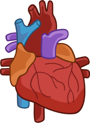 human-heart-clipart-a-heart-with-two-valves