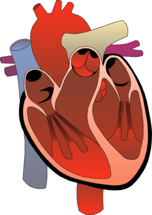human-heart-clipart-a-heart-with-two-valves-three