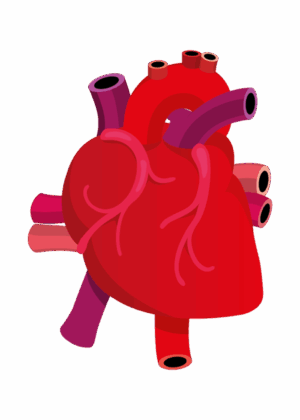 human-heart-clipart-a-heart-with-two-valves-two