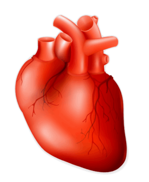human-heart-clipart-a-human-heart-with-red