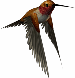 hummingbird-clipart-a-bird-flying-in-the-air-with-its-wings-spread