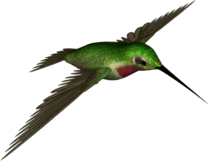 hummingbird-clipart-a-green-bird-flying-in-the-night-sky