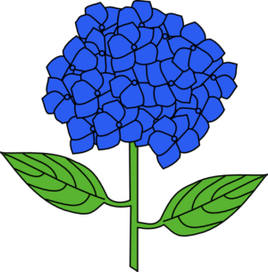 hydrangea-clipart-a-blue-flower-with-green-leaves