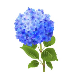hydrangea-clipart-a-blue-hydra