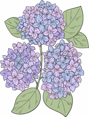 hydrangea-clipart-a-bunch-of-lila-flowers-with-leaves
