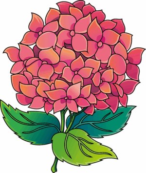 hydrangea-clipart-a-pink-flower-with-green-leaves