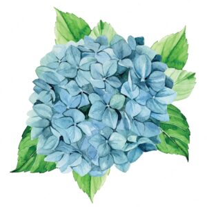 hydrangea-clipart-a-watercolor-painting-of-blue-hydra