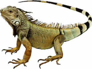 iguana-clipart-a-lizard-with-black-and-white-tail