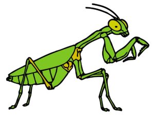 insect-clipart-a-praying