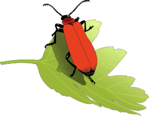 insects-clipart-a-red-beetle-sitting-on-top-of-green-leaf