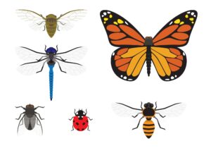 insects-clipart-a-set-of-insects