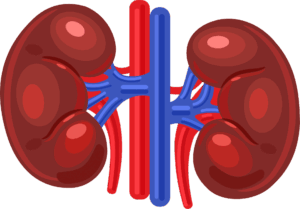 kidney-clipart-a-diagram-of-the-kidney-and