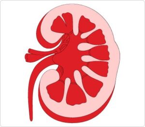 kidney-clipart-a-diagram-of-the-kidney-and-two