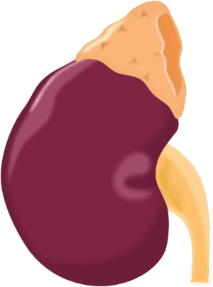 kidney-clipart-a-kidney-with-large-round-red