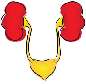 kidney-clipart-boxing-gloves-clipart