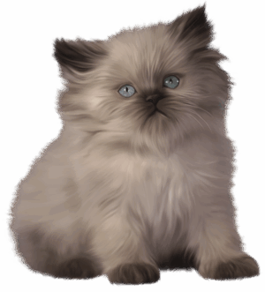 kitten-clipart-a-fluffy-kitten-with-blue-eyes
