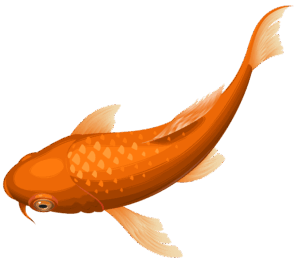 koi-fish-clipart-a-fish-with-black-background