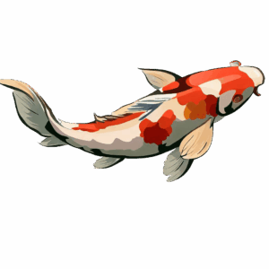koi-fish-clipart-a-koi-fish-with-red-and-white-tail