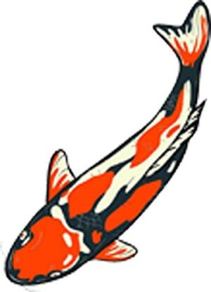 koi-fish-clipart-a-koi-fish-with-white-and-black-tail